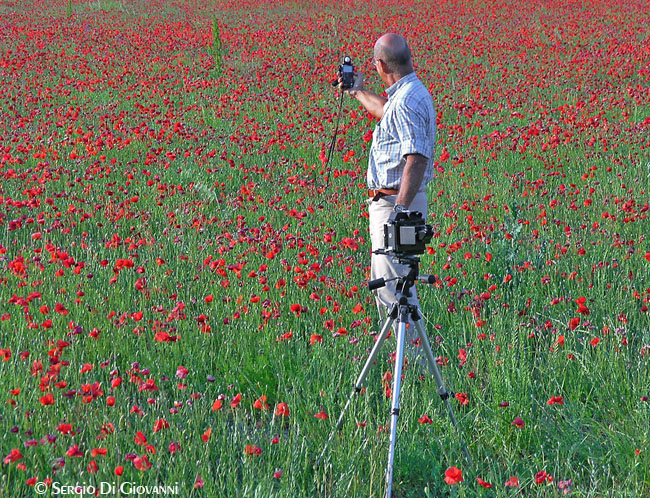 Papaveri e fotografo